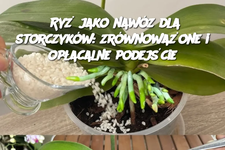 Ryż jako nawóz dla storczyków: zrównoważone i opłacalne podejście