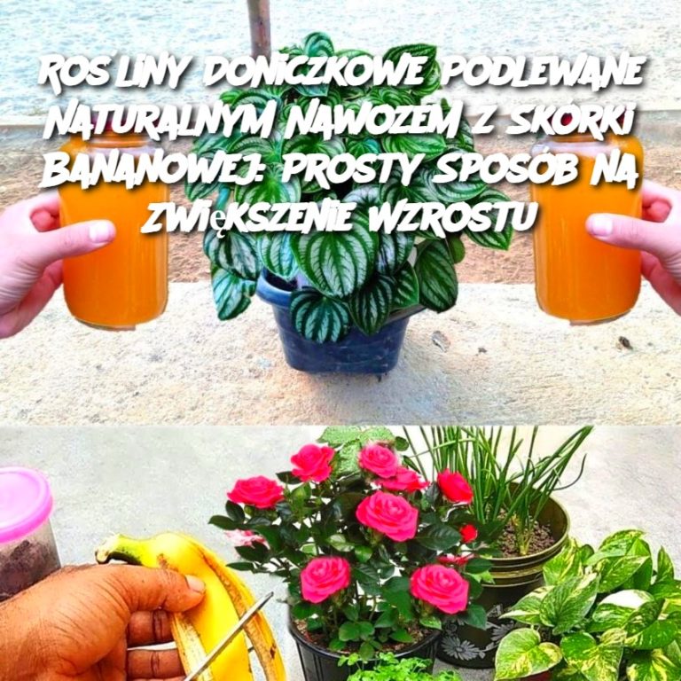 Rośliny Doniczkowe Podlewane Naturalnym Nawozem ze Skórki Bananowej: Prosty Sposób na Zwiększenie Wzrostu