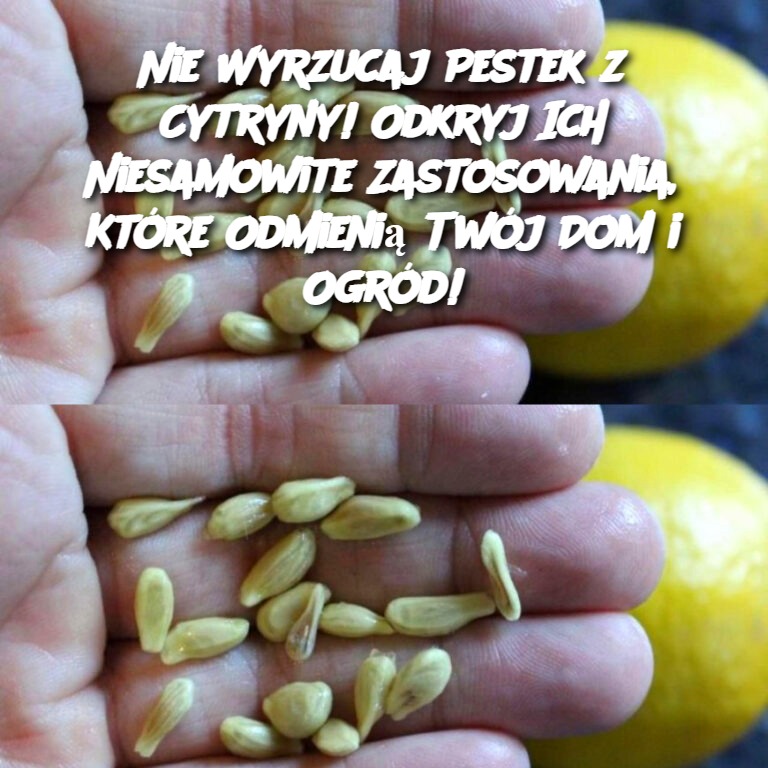 Nie Wyrzucaj Pestek z Cytryny! Odkryj Ich Niesamowite Zastosowania, Które Odmieniają Twój Dom i Ogród!