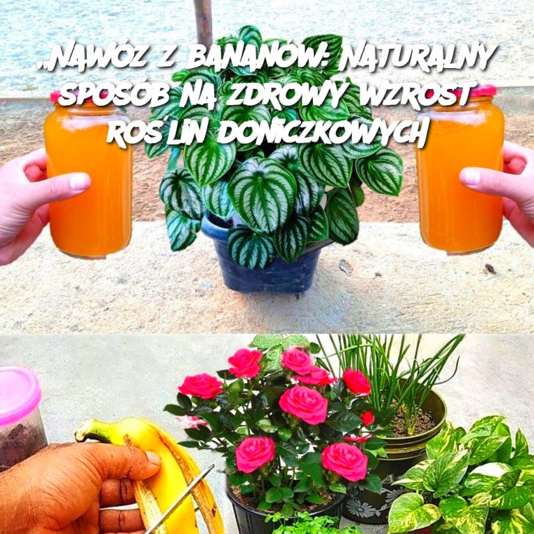 Nawóz z bananów: Naturalny sposób na zdrowy wzrost roślin doniczkowych