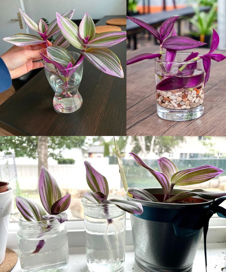 Jak uprawiać Tradescantia Nanouk w wodzie – Przewodnik krok po kroku