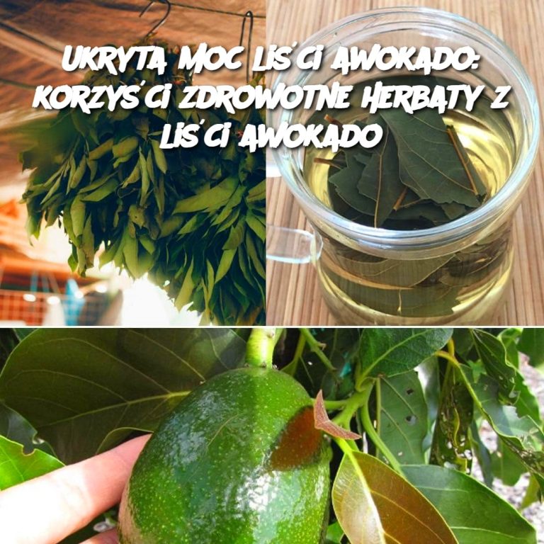 🥑 Ukryta moc liści awokado: korzyści zdrowotne herbaty z liści awokado 🍵