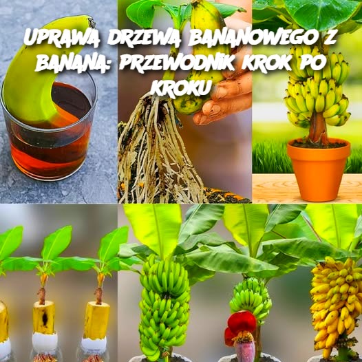 🌱 Uprawa drzewa bananowego z banana: przewodnik krok po kroku 🍌