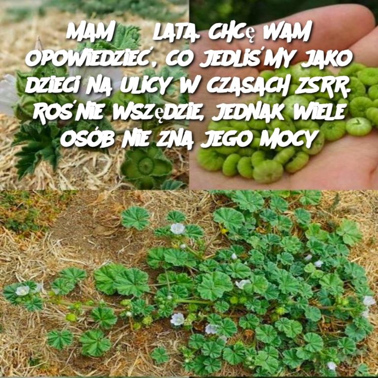 🌿 Mam 63 lata. Chcę Wam opowiedzieć, co jedliśmy jako dzieci na ulicy w czasach ZSRR. Rośnie wszędzie, jednak wiele osób nie zna jego mocy