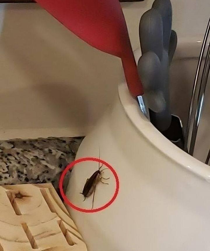 6 prostych domowych sposobów na karaluchy, które pozwolą pozbyć się ich na stałe
