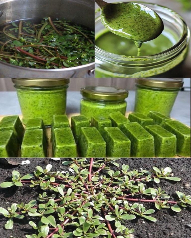 Portulaka – Niezwykła Roślina, Którą Możesz Dodać do Swojej Dieta