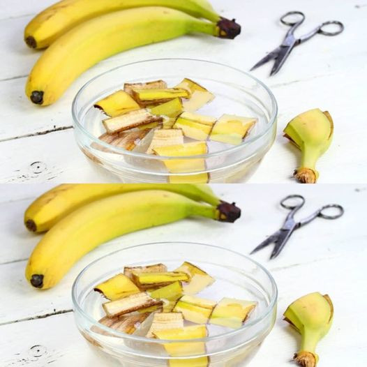 Skórki od banana, wyrzucanie ich to ogromne marnotrawstwo: dla gospodyń domowych są na wagę złota | Wykorzystaj je w ten sposób