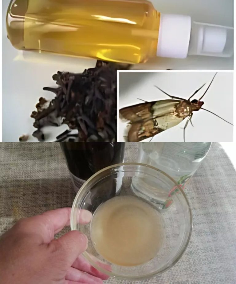 Naturalne Metody na Zwalczanie Moli: Skuteczny Przepis na Preparat