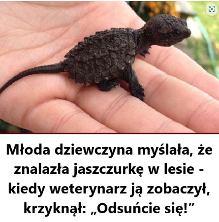 Młoda dziewczyna myślała, że znalazła jaszczurkę – kiedy weterynarz to zobaczył, nie mógł uwierzyć własnym oczom!