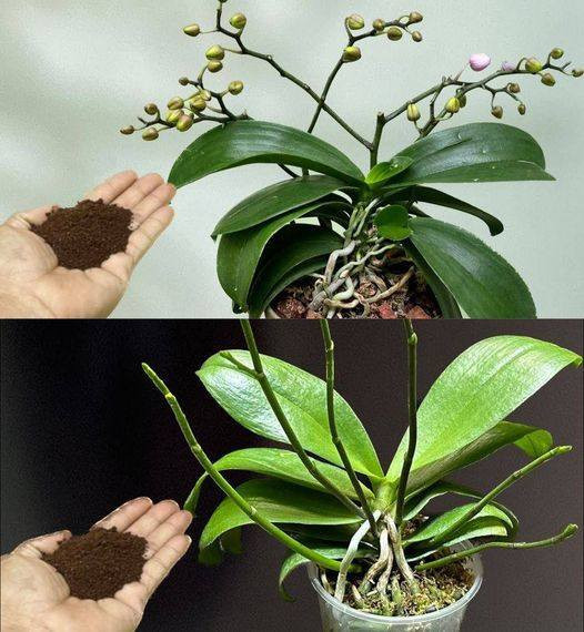 Daj trochę swojej orchidei, a w ciągu kilku godzin wytworzy powódź kwiatów