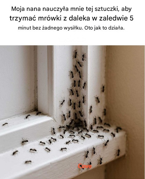 O kurczę